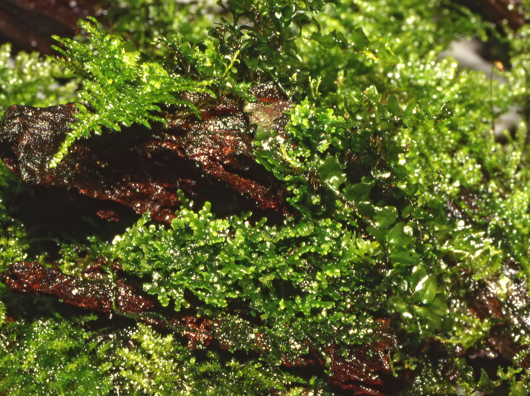 TC Riccardia Chamedryfolia