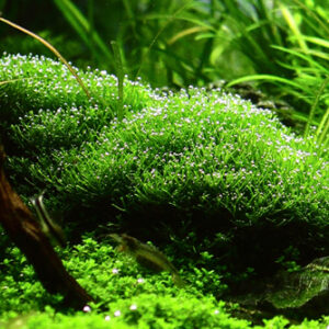 TC Riccia Fluitans