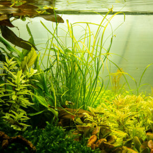 TC Saggitaria Subulata Needle Leaf