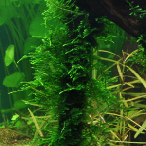 TC Taxiphyllum Spiky