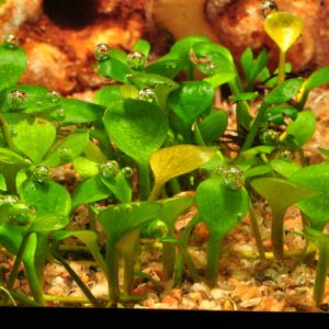 TC Marsilea Hirsuta