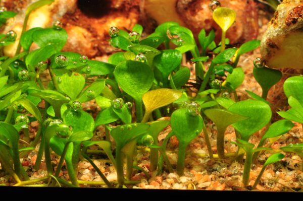 TC Marsilea Hirsuta