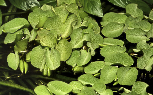 TC Salvinia Minima