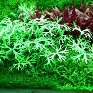 TC Ranunculus Inundatus