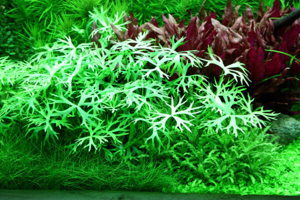 TC Ranunculus Inundatus
