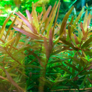TC Rotala Vietnam HRa