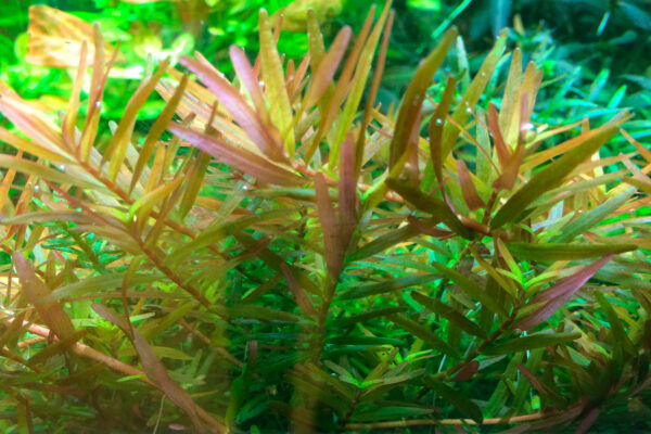 TC Rotala Vietnam HRa