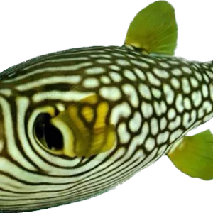 Reticulated Puffer Show