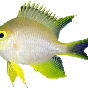 Yellow Chromis