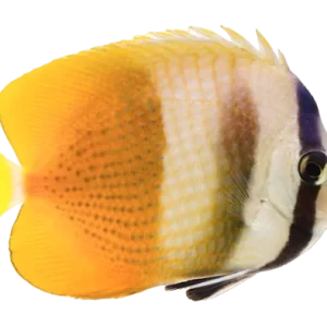 Sunburst Butterfly S