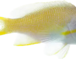 Red Cheek Anthia Female Large