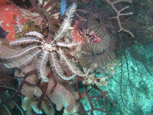 Oligometra sp. (Feather Starfish)