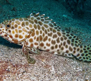 Epinephelus quoyanus, Longfin grouper