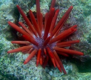 Heterocentrotus trigonarius