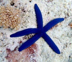 Linckia sp.(Starfish)