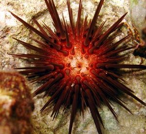 Echinometra lucunter