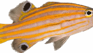 Poor Mans Candy Basslet