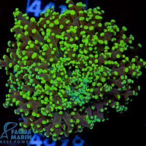FMC Euphyllia paradivisa green Tip V