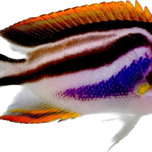 Bellus Angel- Female