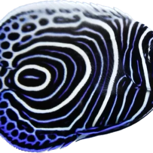 Emperor Angel - Juvi M