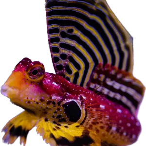 Ruby Red Scooter Blenny