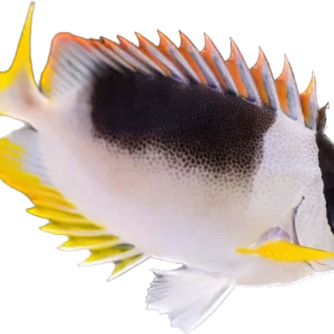 Magnificent Fox Face XL