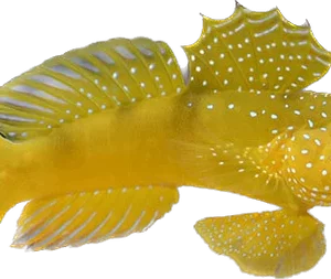 Yellow Watchman Goby L