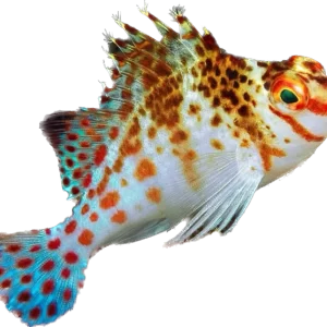 Dwarf Hawkfish