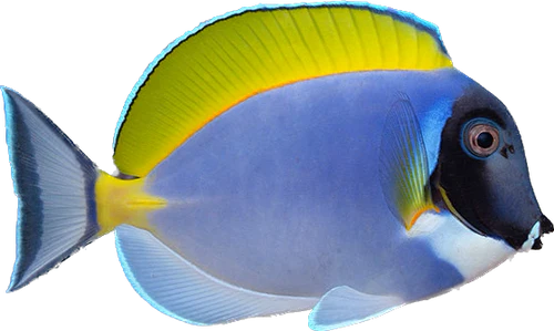 Powder Blue Tang ML