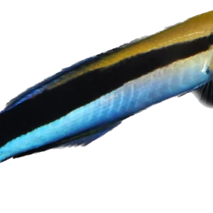 Blue Streak Cleaner Wrasse M