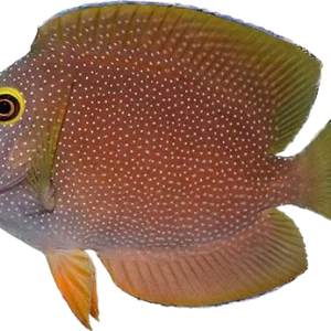 Yellow Eye SRI Kole Tang ML