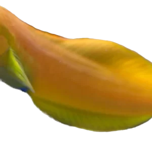 Yellow Midas Blenny M