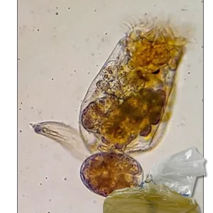 Live Marine Rotifers