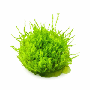 Leptodictyum riparium 1-2-Grow!