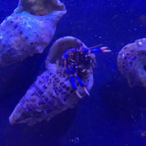 Clibanarius tricolor - Einsiedlerkrebs