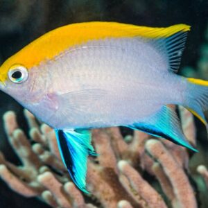 Neoglyphidodon Melas