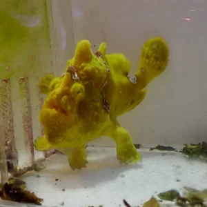 WYSIWYG Frogfish #2