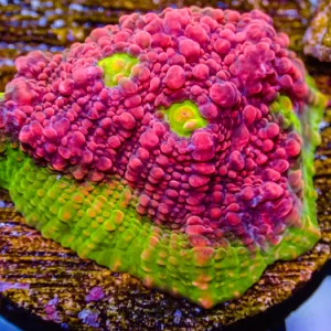 RW Watermelon Chalice Frag