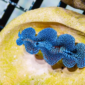 Squamosa Clam Ultra Blue Galaxy 3-5 cm