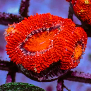 Red Acan