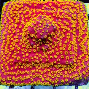 RR Firewalker Cyphastrea