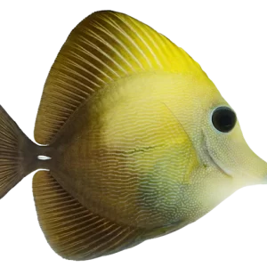 Scopas Tang M