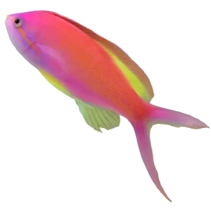 Carberryi Anthias F