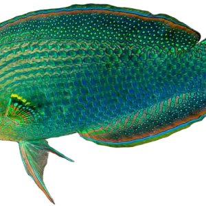 Dusky Wrasse