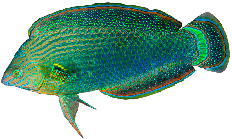 Dusky Wrasse
