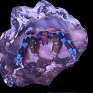 Calcinus elegans - Blauer Halloween - Einsiedlerkrebs