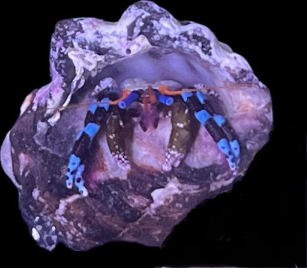 Calcinus elegans - Blauer Halloween - Einsiedlerkrebs