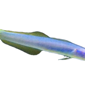 Blue Dartfish /With Orange Stripe