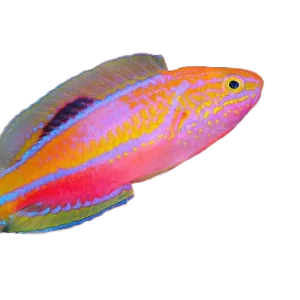 Pintail Fairy Wrasse Super Male