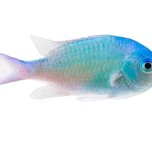 Green Chromis